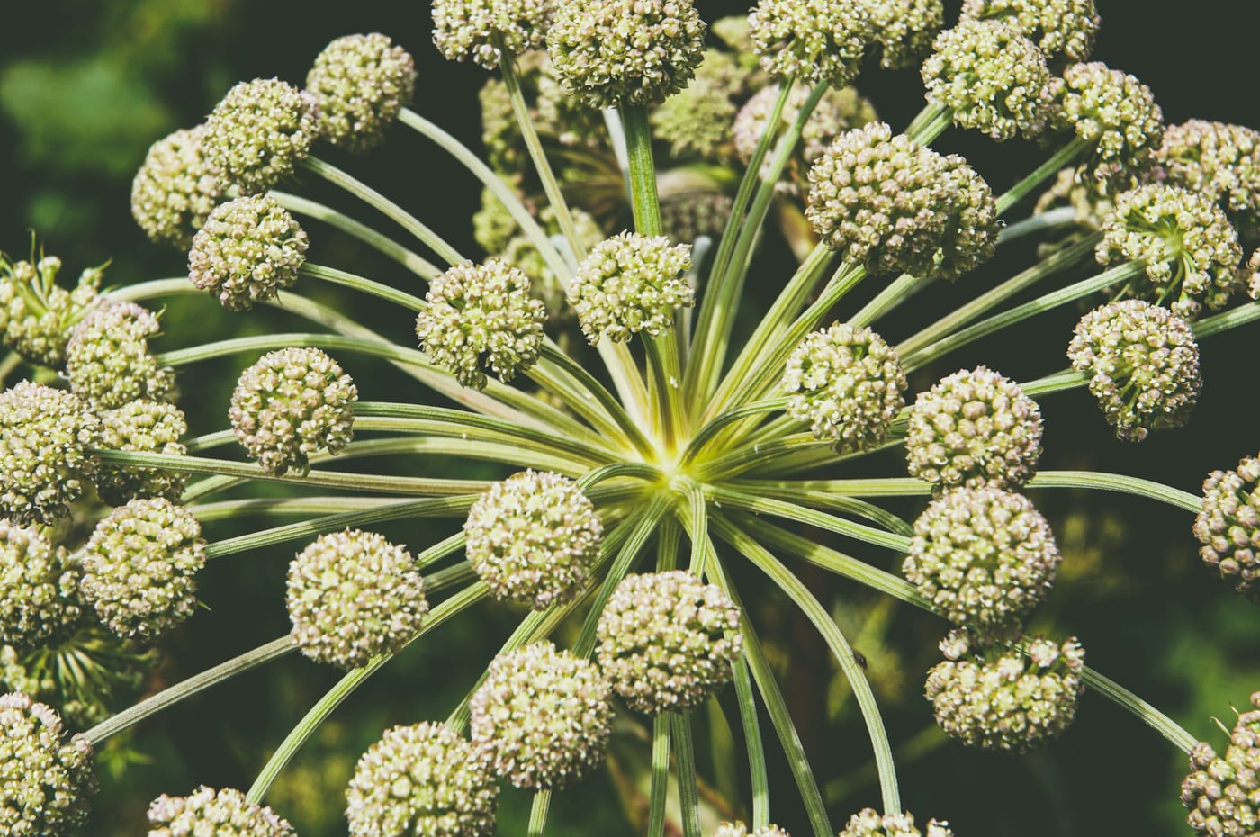 Pianta di angelica
