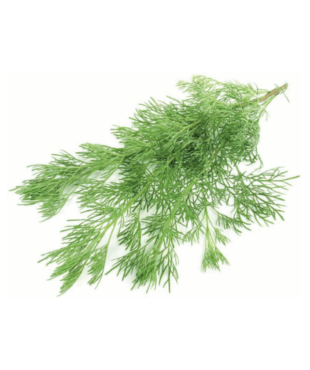 Artemisia