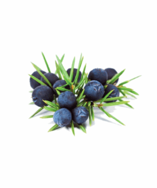 Ginepro