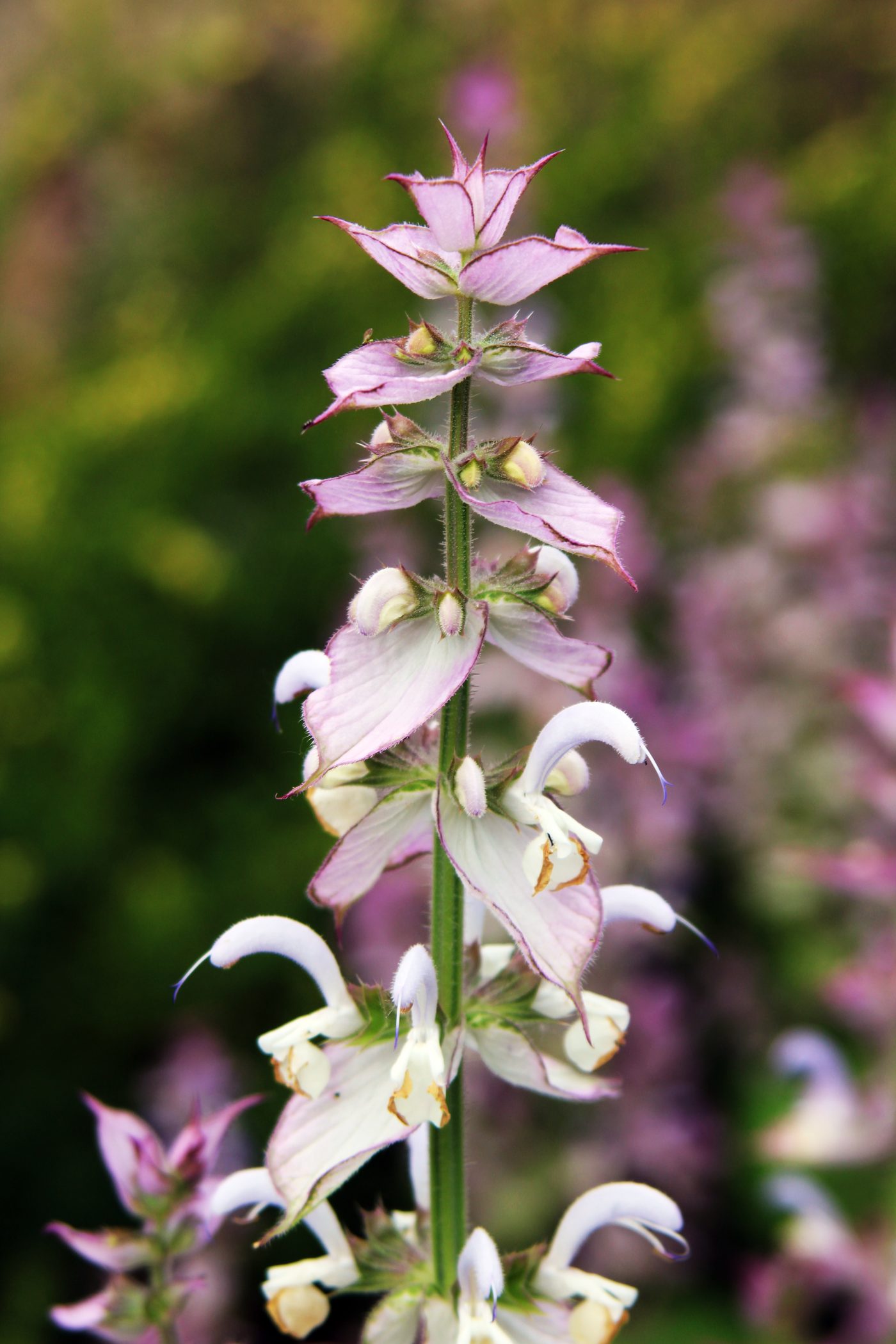 Fiori di salvia sclarea