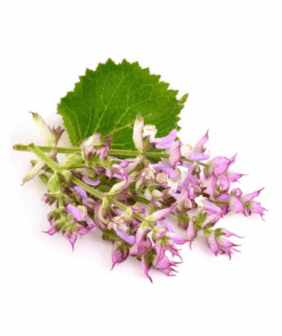Salvia Sclarea