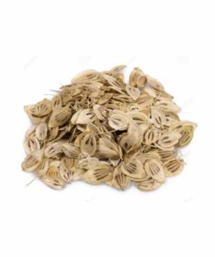 Angelica